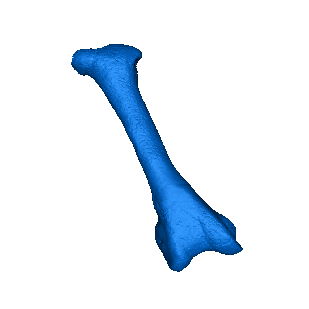 🦤 dodo bird skeleton 
