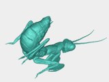 Ameles mantis-0