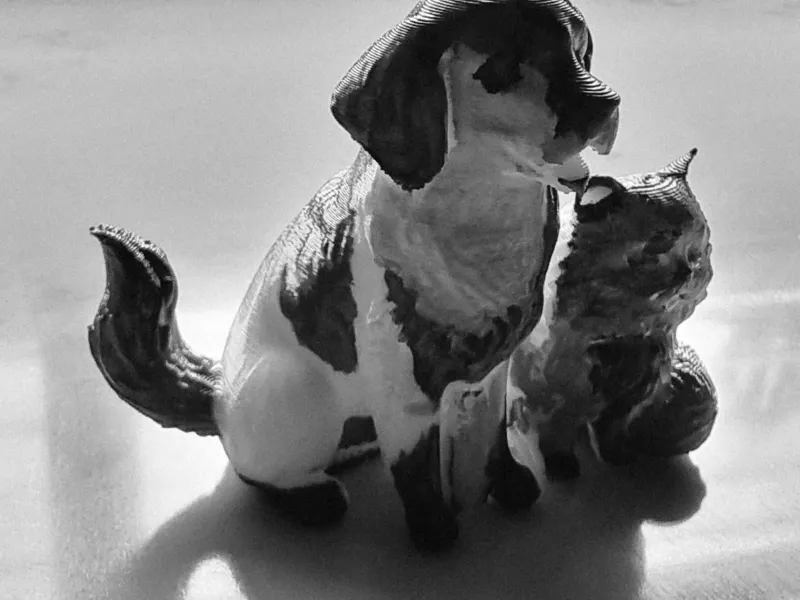 Fluffy Dog & Cat 