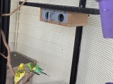 Corner Budgie Box-1