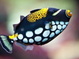Clown Triggerfish-0