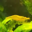 aquarium & terrarium related
