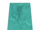 wolf stare-0