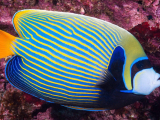 İmperial Angelfish-0