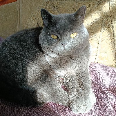 avatar of Gyrza