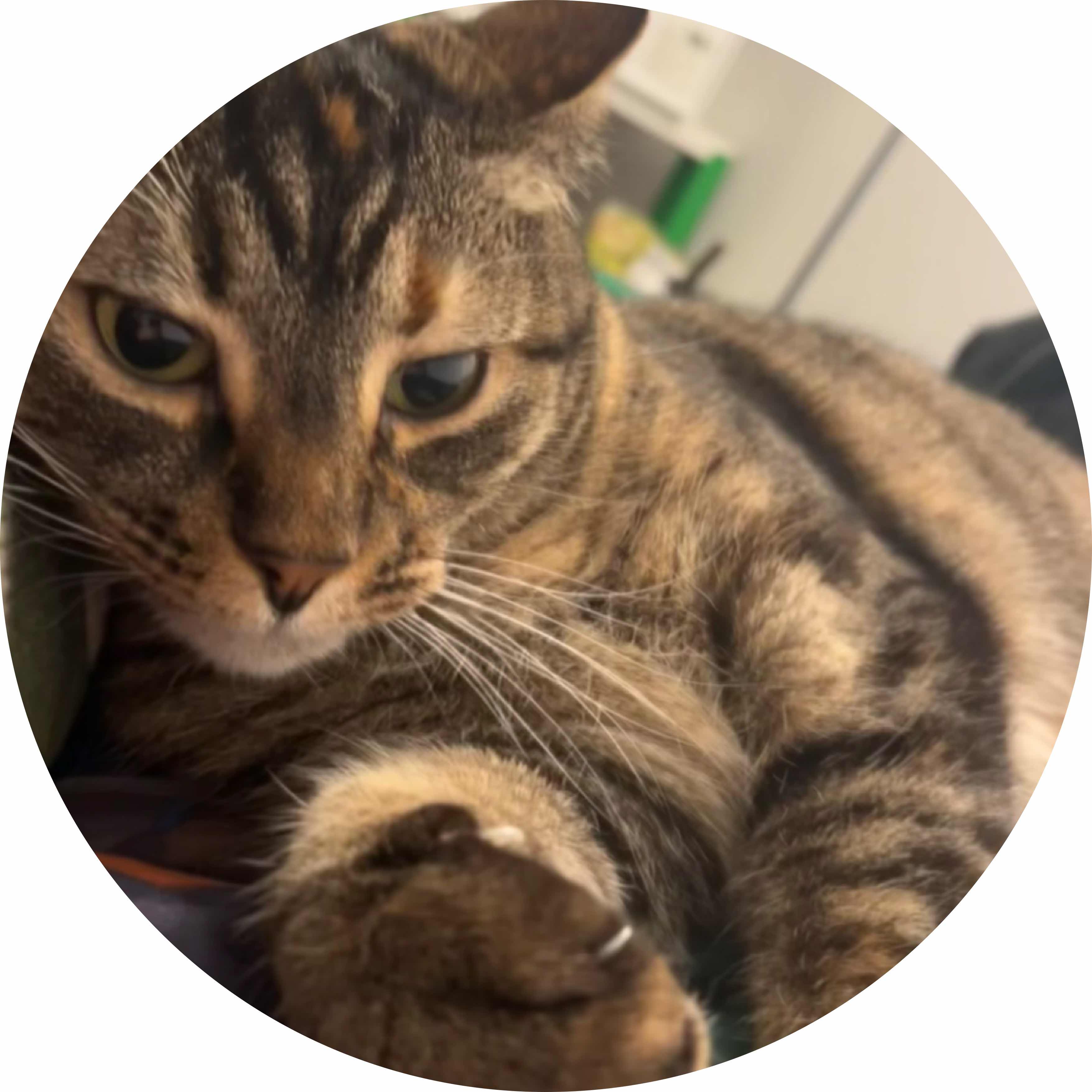 avatar of WDdanger