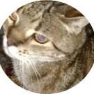 avatar of Kucing