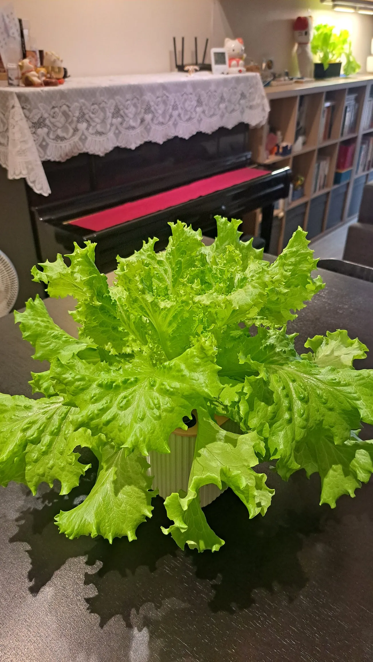 Hydroponic Planter (Dual Size)  , F&F格柵造型水耕盆（雙尺寸）-0