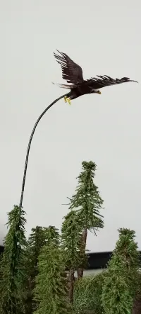 Plain white eagle-3