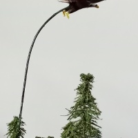 Plain white eagle-3