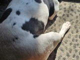 AmStaff / Pitbull-3