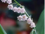 lily of the valley-0