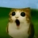 avatar of user7562707537