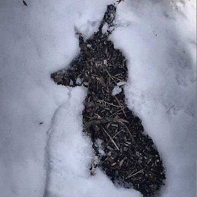 avatar of Starr_Designs