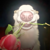 avatar of Barabola