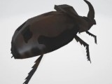 African Beetle 3D Model-1