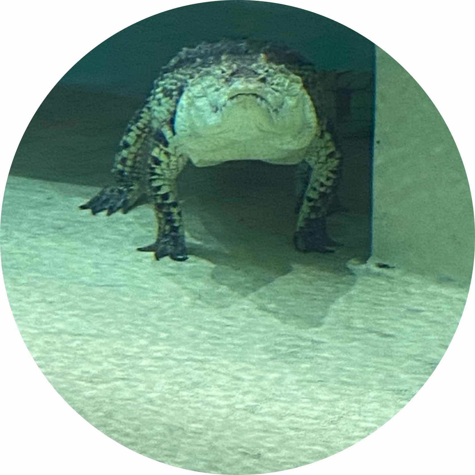 avatar of vbondarets