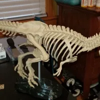 Tyrannosaurus skeleton-0