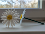 daisy-0