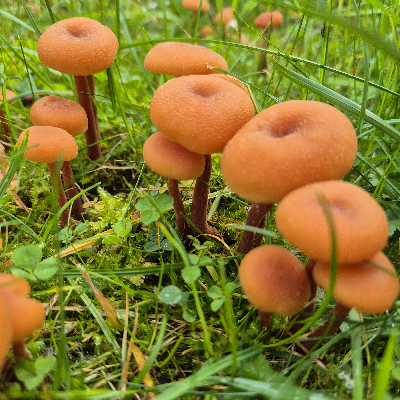 avatar of MightyBucks