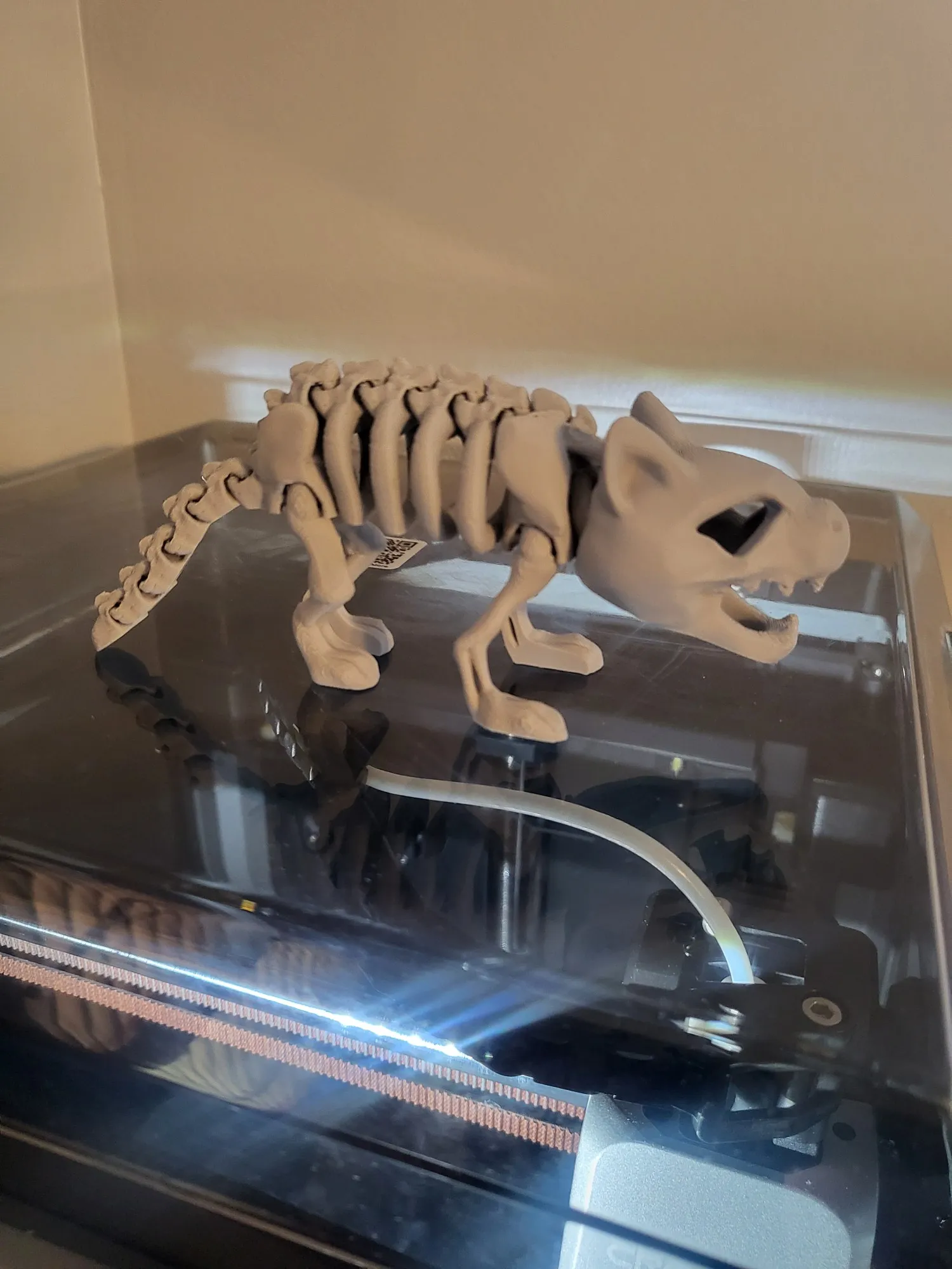 Articulated Skeleton Cat-0
