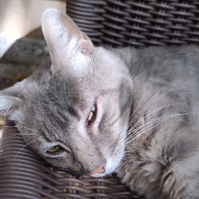 avatar of CrazyCat