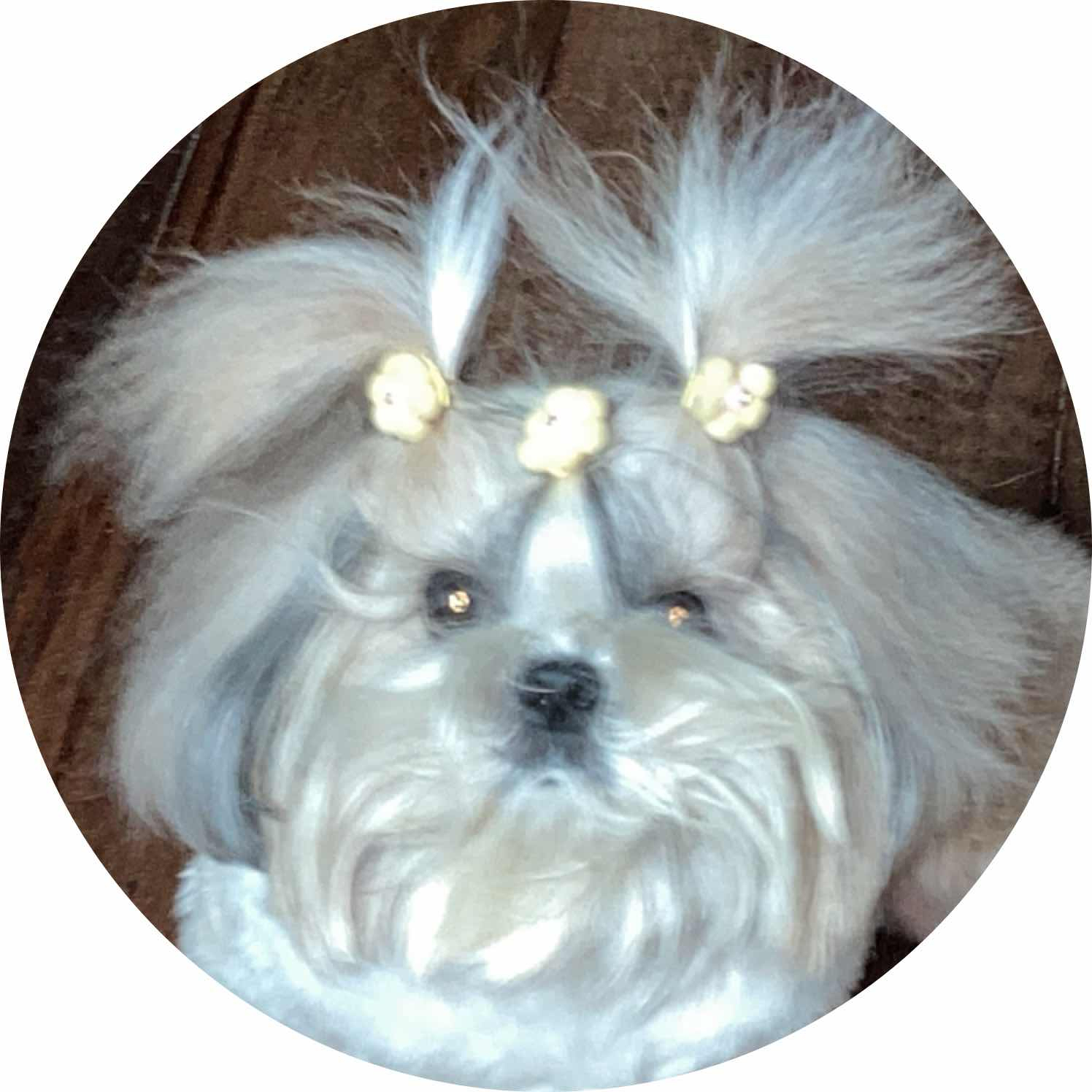 avatar of Geibs