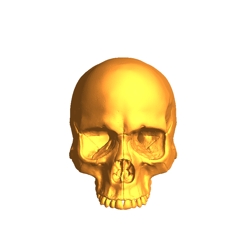 Skull