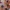 Spiders (Multiple)