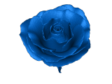 Full Rose-4