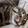 avatar of Cat sibirian