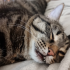 avatar of Cat sibirian