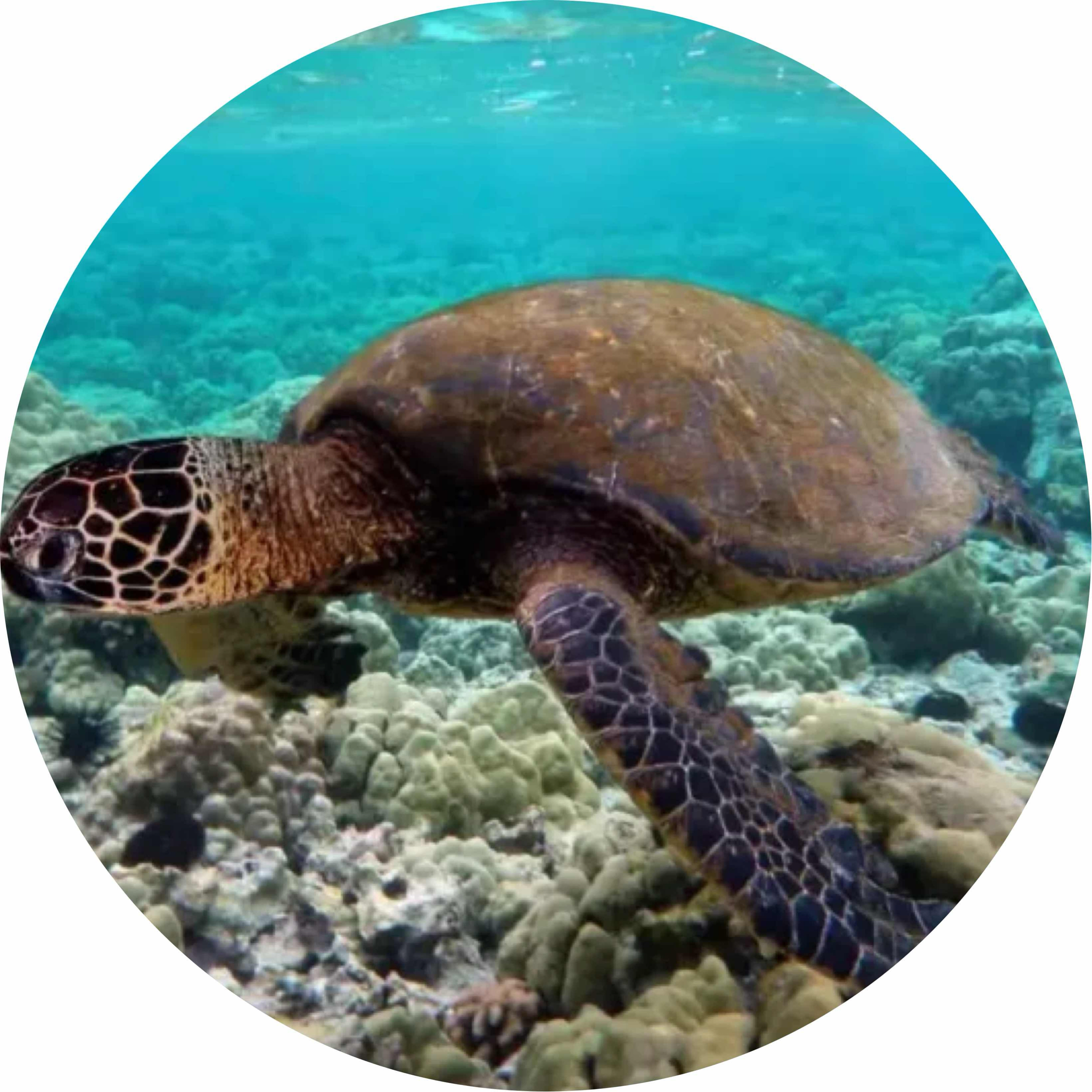 avatar of Turtle_emperor