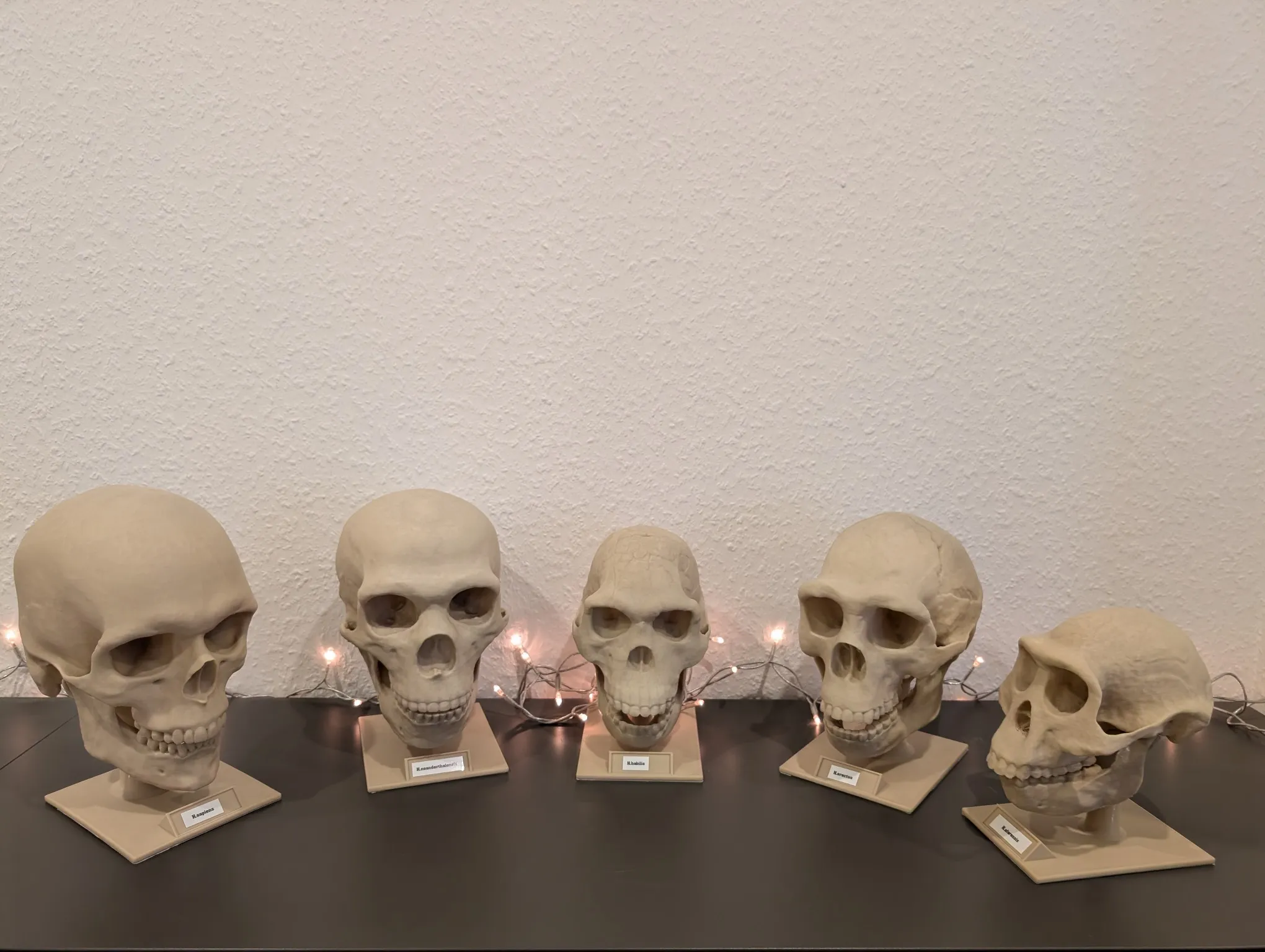 Homo neanderthalensis Skull - Educational Model & Stand 🦴💀-0