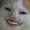 p1ckl3d_catf00d