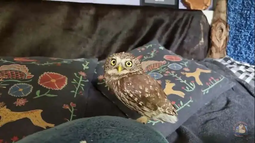 ....