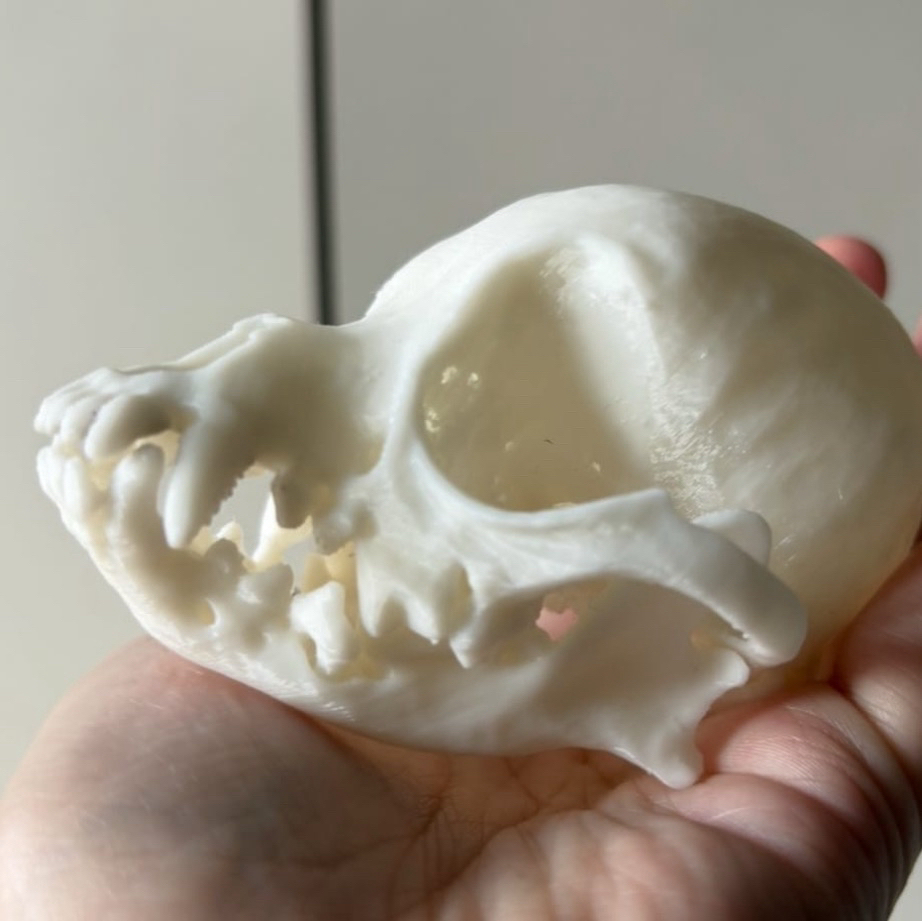 Apple Head Chihuahua Skull