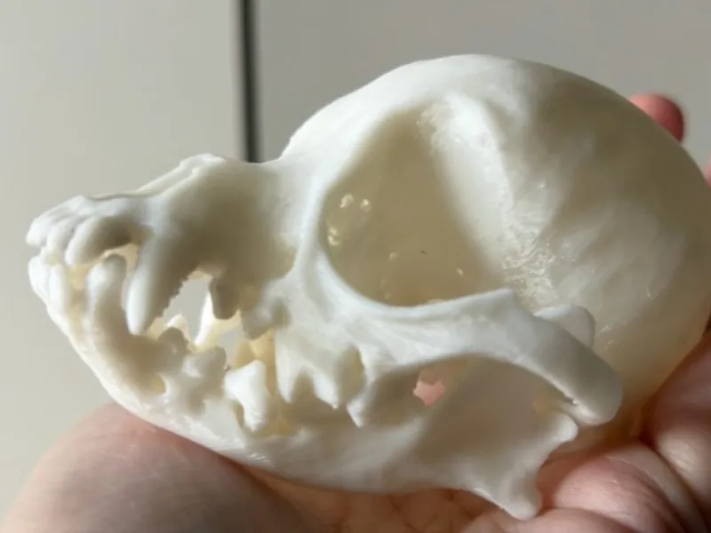 Apple Head Chihuahua Skull