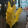 avatar of Wall Banger