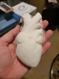 Anatomical Heart Vase - Stand Alone-3