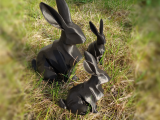 Easter Bunny

-0