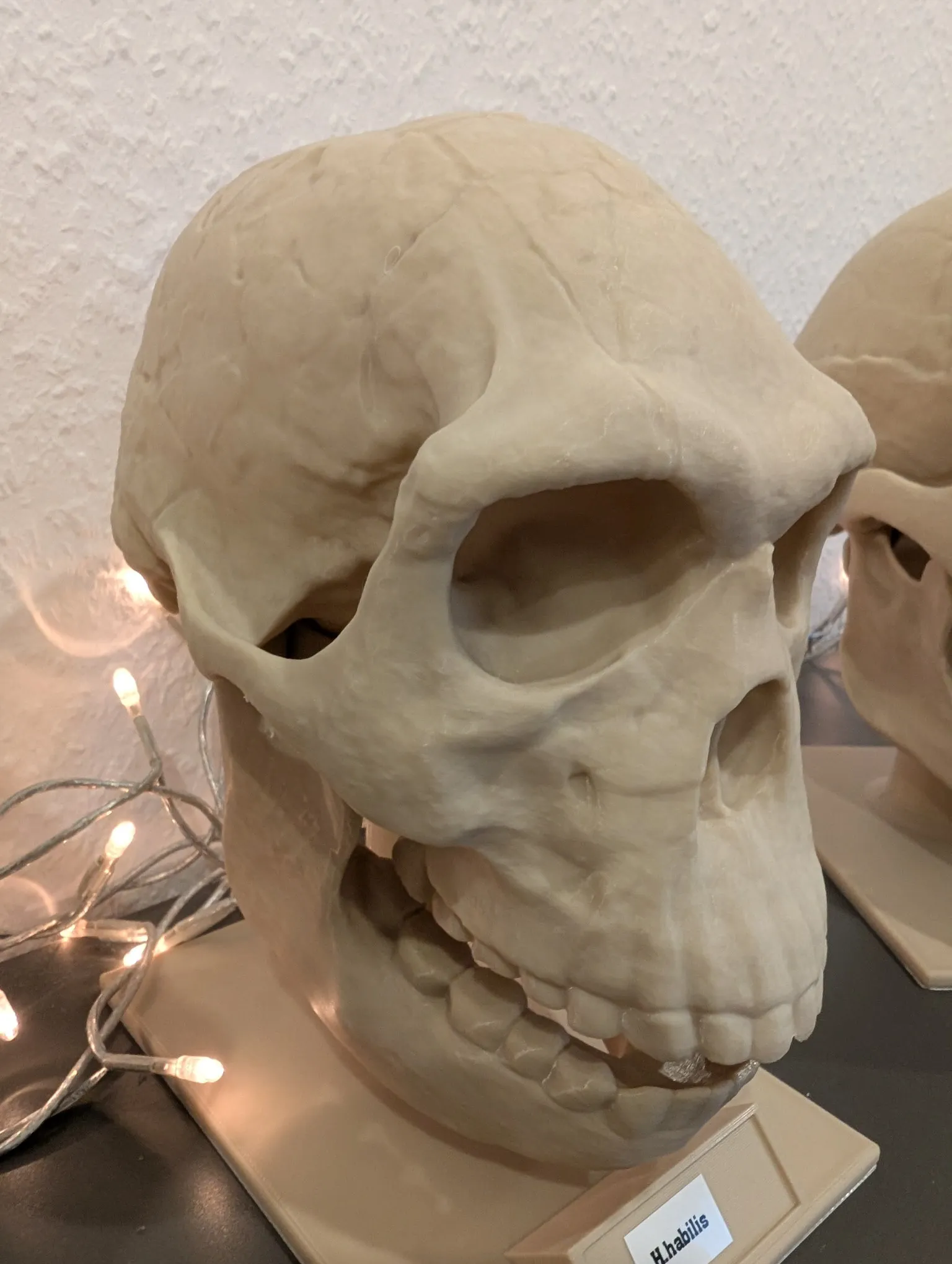 Homo neanderthalensis Skull - Educational Model & Stand 🦴💀-5