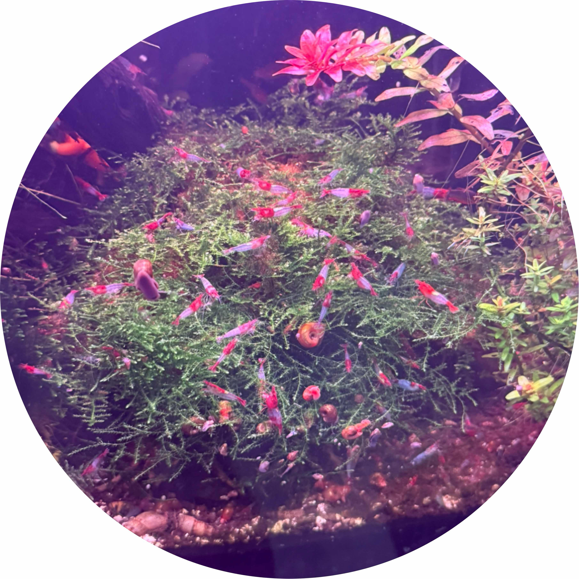 avatar of Shrimptokenn