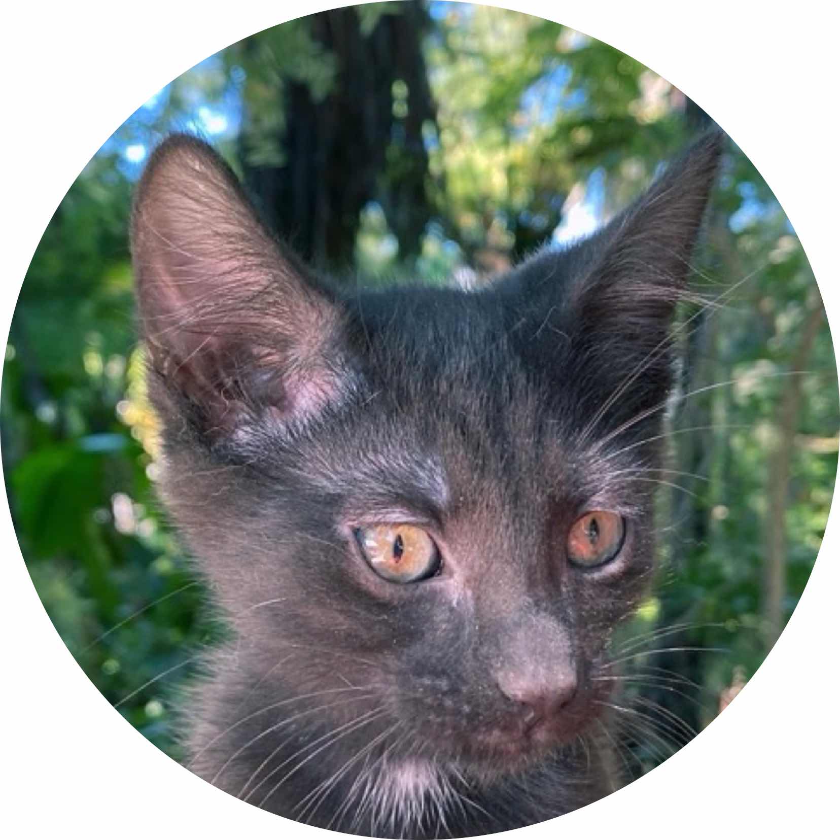avatar of Thequestionable