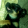 avatar of Prockchop251