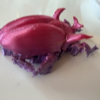Horned Scarab Beetle-2