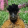 avatar of Funny Chicken Prints