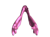 T-REX bottom jaw￼-0