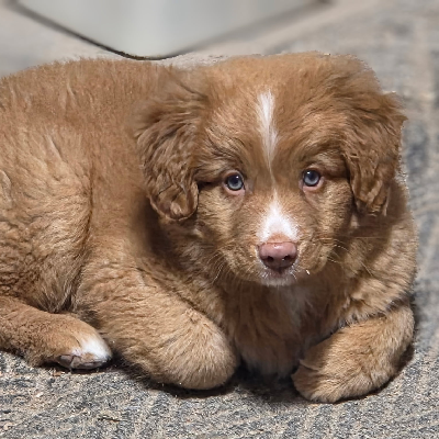 avatar of AJ Crow Schrader