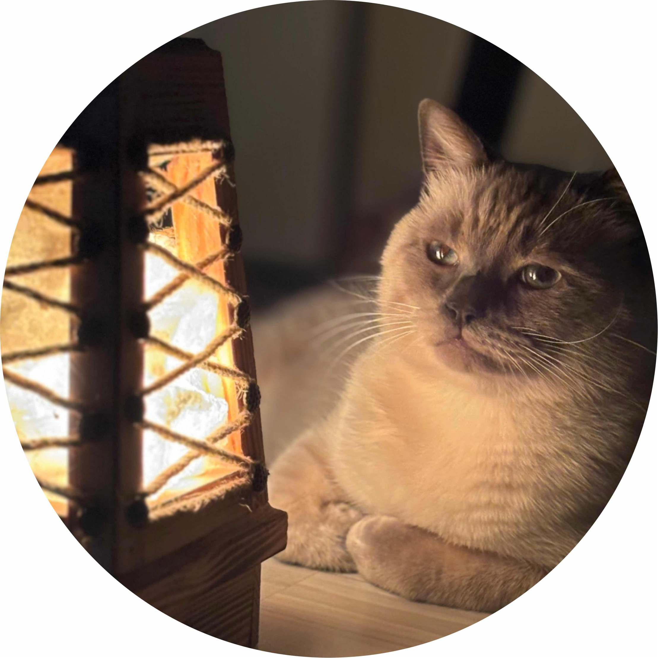 avatar of mehmetpnrc